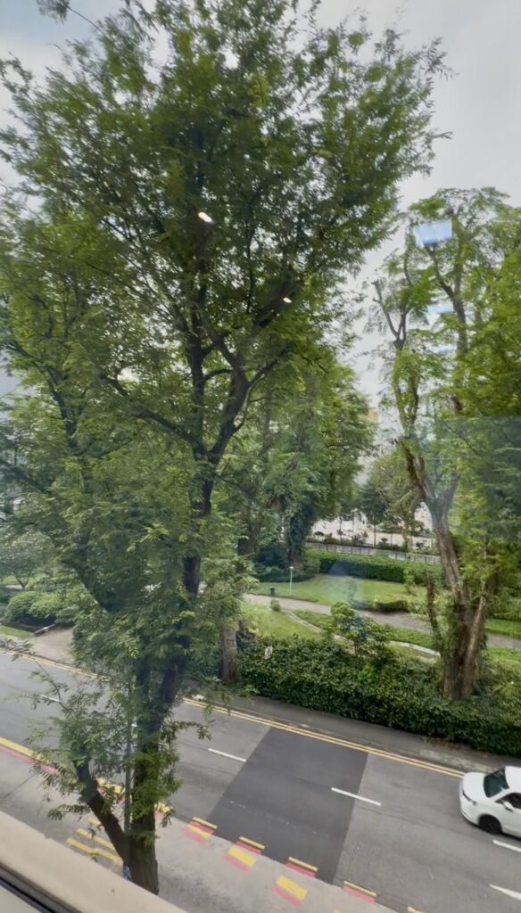 View through a window showing a tree-lined street, green hedges, and grassy areas with a white fence and buildings in the background.